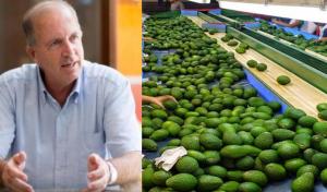 Exportaciones peruanas de palta crecieron 32% en volumen y 12.5% en valor entre enero y septiembre de 2022