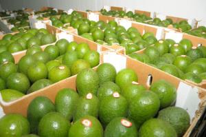 Exportaciones peruanas de palta crecieron 9% en el primer cuatrimestre del año