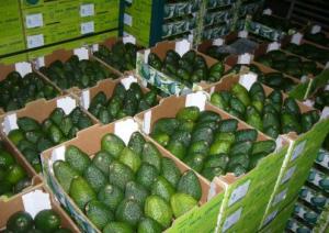 Exportaciones peruanas de palta crecieron en valor 10.3% entre enero y julio