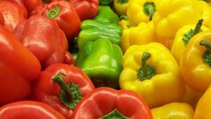 Exportaciones peruanas de pimiento morrón crecieron 57% en volumen y 55% en valor en el primer trimestre de 2025