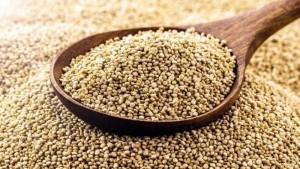Exportaciones peruanas de quinua crecieron 13.37% en valor y 1.51% en volumen