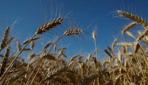 Exportaciones rusas de trigo en temporada 2021/2022 se ven favorecidas por elevadas existencias en el sur del país y perspectivas de cosecha récord