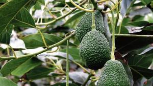 Exportadores de palta confían que precio subirá 20% este año