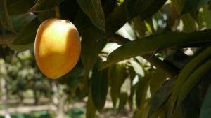 EXPORTADORES PREOCUPADOS POR CULTIVOS DE MANGO Y UVA 