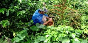 EXPORTARÁN 2.063 QUINTALES DE CAFÉ CON CERTIFICACIÓN DE COMERCIO JUSTO