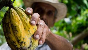 Falta de lluvias puede afectar la fructificación de la campaña chica de cacao