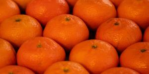 Falta desarrollar variedades de mandarina que permitan atender los mercados en la mitad de la campaña