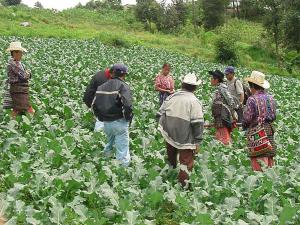 FALTA UNA ESTRATEGIA ARTICULADA EN LAS POLÍTICAS ORIENTADAS A PEQUEÑOS AGRICULTORES