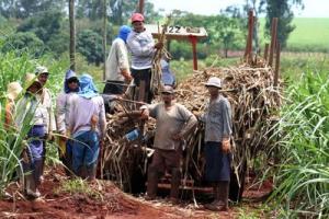 FAO DESTACA POTENCIAL REAL DEL PERÚ EN BIOENERGÍA