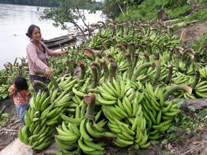 FAO ejecuta proyectos de cooperación a favor del Perú en el contexto del Covid-19