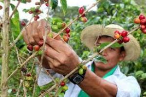 Fencaap garantiza abastecimiento de frutales, tubérculos, granos, verduras, café y cacao