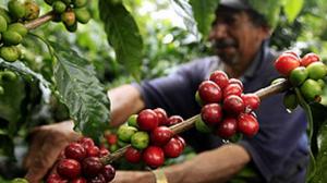 FORO DIFUNDIRÁ IMPORTANTES RESULTADOS DE INVESTIGACIONES EN CAFICULTURA