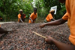 Ghana y Costa de Marfil suspenden sus ventas de cacao en busca de un precio justo