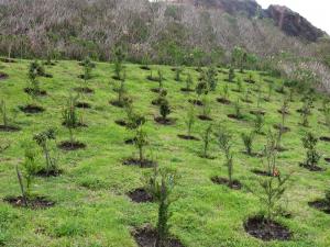 Gobierno anuncia primeras medidas para promover el sector forestal y de fauna silvestre