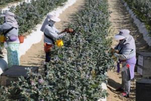 Gobierno impulsará la agroexportación en las regiones del país