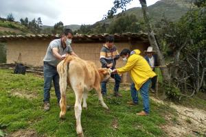 Gore Cajamarca brinda asistencia técnica y capacitación a productores lecheros