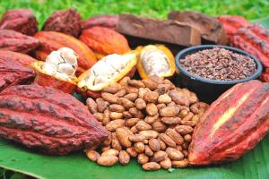 GRANDO CIOCCOLATO INTERESADA EN IMPORTAR CACAO PERUANO