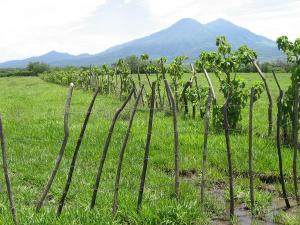 GREMIOS EMPRESARIALES CUESTIONAN PROYECTO DE LEY DE PROPIEDAD DE TIERRAS 