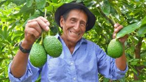 Hasta US$ 400 millones  de las exportaciones peruanas de palta provienen del pequeño productor con 12 hectárea 