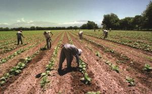 HAY PLENO EMPLEO EN ZONAS DE LA COSTA NORTE Y SUR DE PERÚ