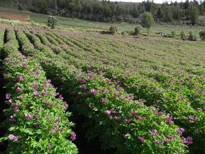 Hay que preservar la salud de los pequeños productores  y mantener su eficiencia productiva