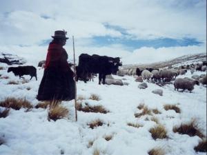 HELADAS EN LA SIERRA INCREMENTARÍAN PRECIO DE LA PAPA EN JULIO Y AGOSTO