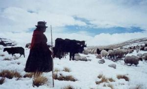 HELADAS SE INTENSIFICARÁN Y AFECTARÁ A SIETE REGIONESEN LA SIERRA SUR