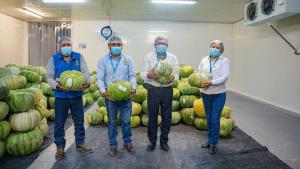Hito agroexportador en Moquegua: San Antonio realiza su primera exportación de zapallo a Chile