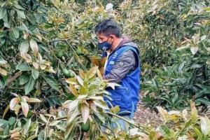 Huancavelica: Devida autorizó transferencia de S/ 500.000 para fortalecer producción de 200 hectáreas de palta en Tintay Puncu