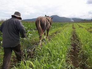 HUANCAVELICA: PAPA, CEBADA Y MAÍZ, LOS CULTIVOS CON MAS ÁREAS ESTA CAMPAÑA