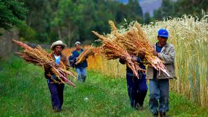 Huánuco se desengancha del ‘boom’ de la quinua y busca cultivos alternativos