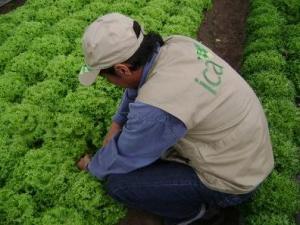 ICA: PRIMERA PROVINCIA AGROEXPORTADORA