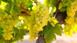 Ica refuerza su posición como líder en exportación de uva de mesa