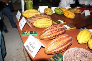 IDENTIFICAN LAS MEJORES PLANTAS DE CACAO CRIOLLO EN AMAZONAS