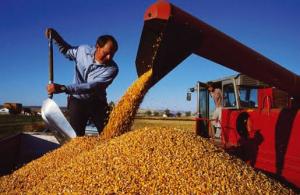 IMPORTACIÓN DE MAÍZ AMARILLO DURO AUMENTÓ CERCA DE 15% EL 2015