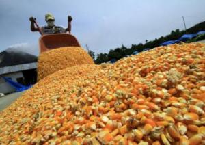 IMPORTACIÓN DE MAÍZ AMARILLO DURO CAYÓ 20% EN VOLUMEN EN PRIMER TRIMESTRE DEL AÑO