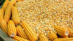 Importación de maíz amarillo duro por parte de Perú creció +42.20% en volumen y +49.68% en valor en el primer trimestre del 2025
