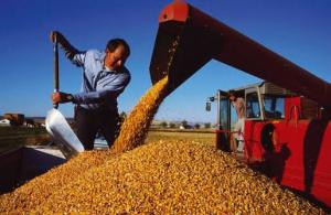 IMPORTACIONES DE MAÍZ AMARILLO DURO Y TRIGO CAYERON 21% Y 6%