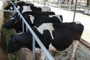 IMPULSAN PROGRAMA DE MEJORAMIENTO GENÉTICO GANADERO REGIONAL