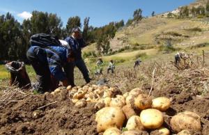 IMPULSARÁN VENTA DE PRODUCTOS ORGÁNICOS