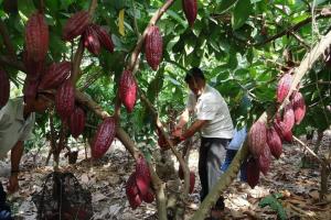 Inacal fortalecerá calidad en la cadena de valor de café y cacao