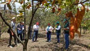 Inacal impulsará buenas prácticas agrícolas en la cadena de la tara