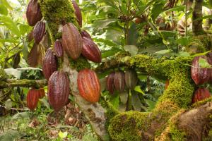 INAUGURAN PLANTA PARA TRATAMIENTO DE CACAO EN HUÁNUCO