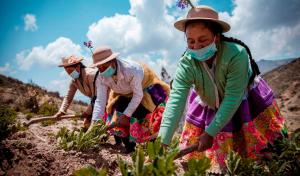 Incremento de productividad en pequeños agricultores mejorará sus ingresos