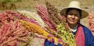 INDECOPI LANZARÁ DENOMINACIÓN DE ORIGEN PARA LA QUINUA Y EL ORÉGANO