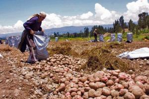 INDEMNIZARON A MÁS DE 8 MIL AGRICULTORES POR PÉRDIDAS EN CAMPAÑA 2011 – 2012