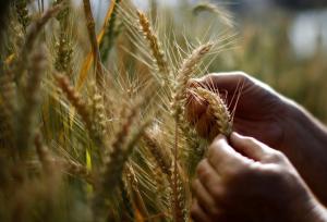 ÍNDICE DE PRECIOS DE ALIMENTOS DE LA FAO BAJA AÚN MÁS EN FEBRERO