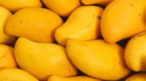 Industria del mango apuesta la continuidad del programa de investigación y promoción