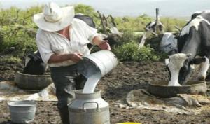 Industria láctea tendrá seis meses para adecuarse a nuevas reglas de producción de leche evaporada