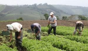 INEI: producción nacional agropecuaria creció 2.62% en el 2017